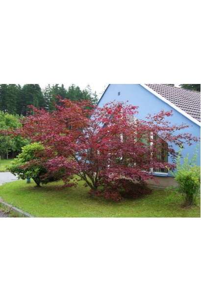 Клен Ред Емперор у ланшафті